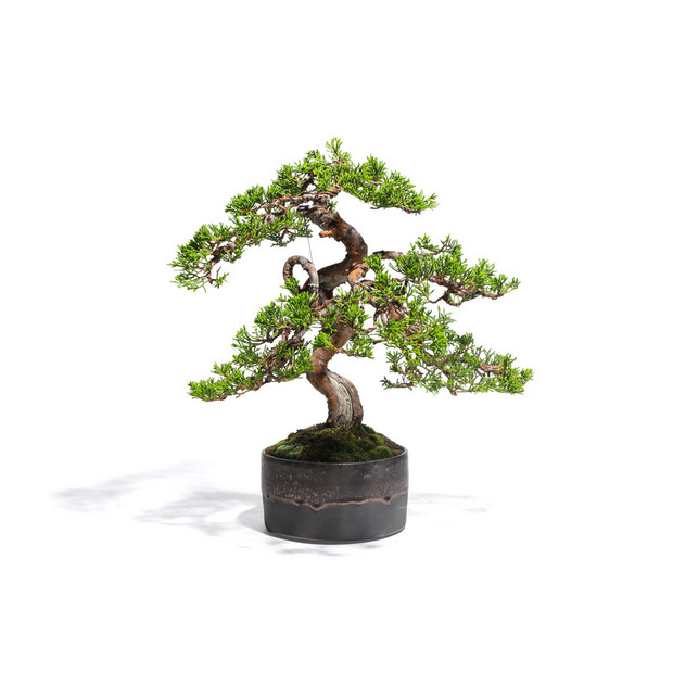 真柏　-Japanese Juniper-　（推定樹齢30年）-M0020- 詳細画像